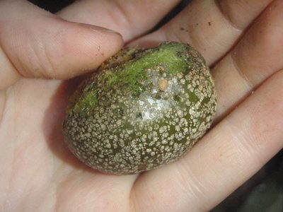 Parinari excelsa, photographed by Carrie Seltzer