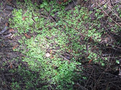 Callitriche muelleri, photographed by nick_goldwater