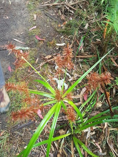 Cyperus lucidus, photographed by Peter Crowcroft