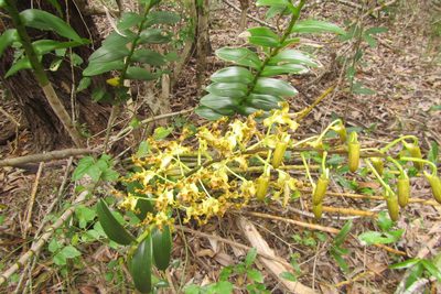 Dendrobium discolor, photographed by coenobita