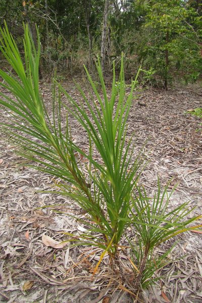 Lomandra banksii, photographed by coenobita