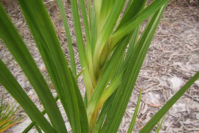 Lomandra banksii, photographed by coenobita