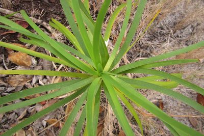Lomandra banksii, photographed by coenobita