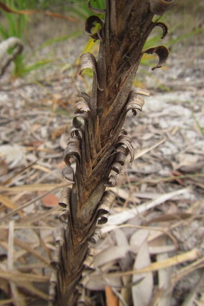 Lomandra banksii, photographed by coenobita