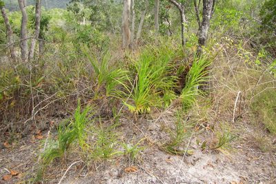 Lomandra banksii, photographed by coenobita