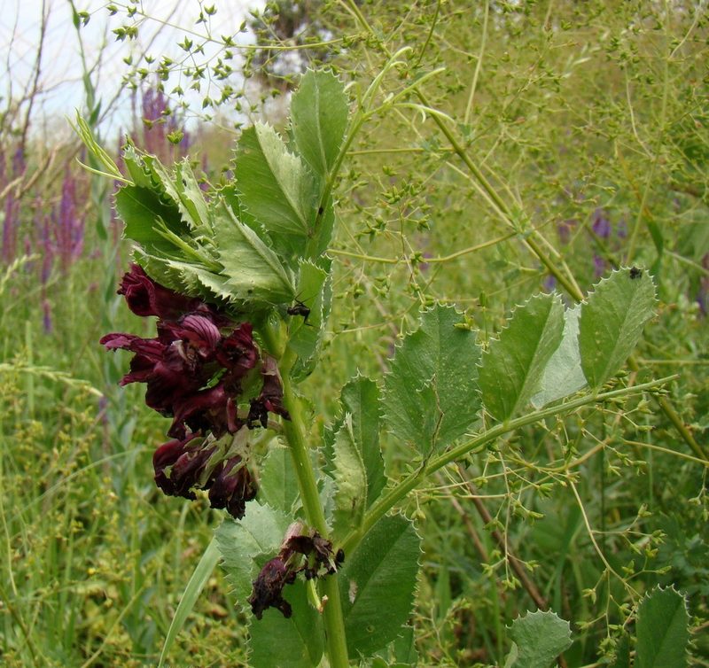 Vicia serratifolia, photographed by Юрий Данилевский (Yuriy Danilevsky)
