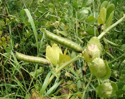 Vicia serratifolia, photographed by Юрий Данилевский (Yuriy Danilevsky)