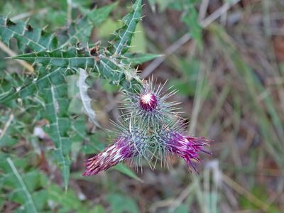 Ptilostemon strictus, photographed by Kostas Zontanos