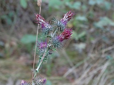 Ptilostemon strictus, photographed by Kostas Zontanos