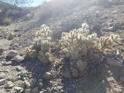 Cylindropuntia chuckwallensis, photographed by Bob Miller