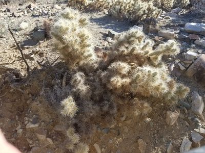 Cylindropuntia chuckwallensis, photographed by Bob Miller