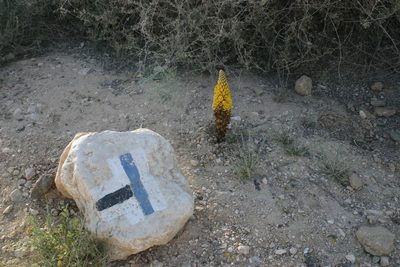Cistanche tubulosa, photographed by Udi Oron אודי אורון