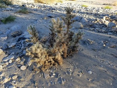 Cylindropuntia chuckwallensis, photographed by Bob Miller