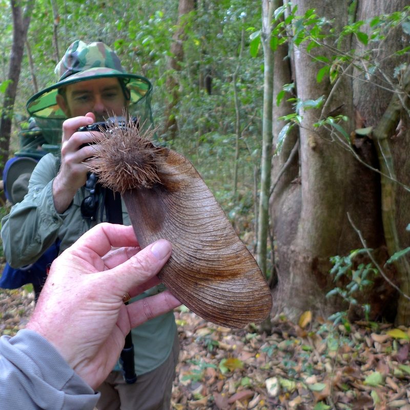 Centrolobium ochroxylum, photographed by John Hibbard