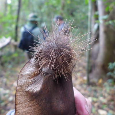 Centrolobium ochroxylum, photographed by John Hibbard
