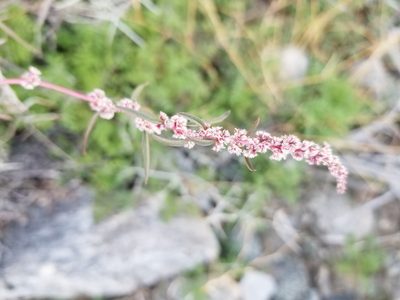 Amaranthus fimbriatus, photographed by Bob Miller