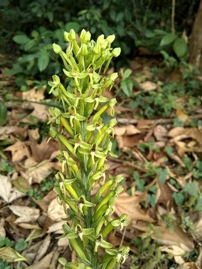 Habenaria eustachya, photographed by Oscar Marín