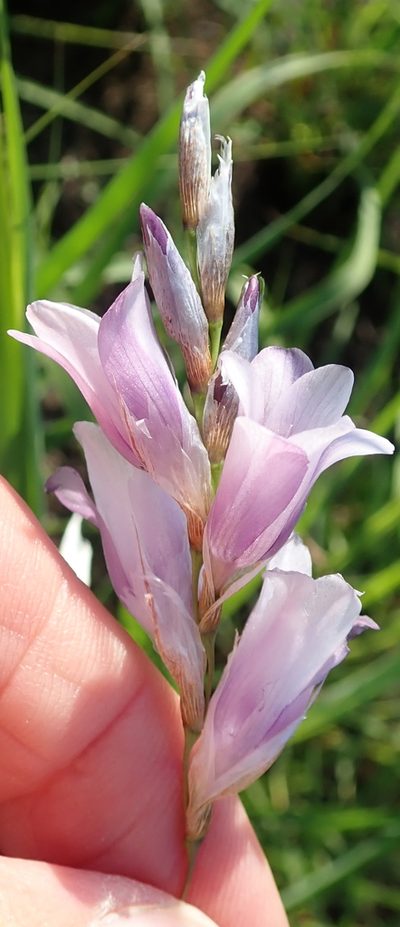 Dierama floriferum, photographed by Peter Warren