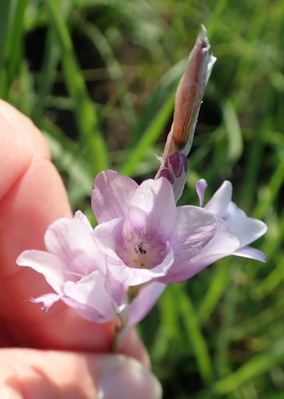 Dierama floriferum, photographed by Peter Warren