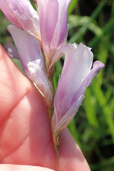 Dierama floriferum, photographed by Peter Warren