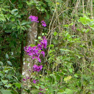 Bignonia magnifica, photographed by John Hibbard