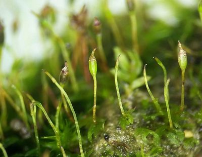Fissidens exilis, photographed by George Greiff