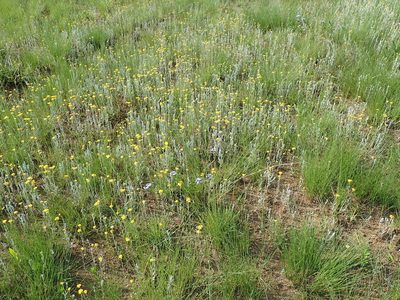 Helichrysum auronitens, photographed by Peter Warren
