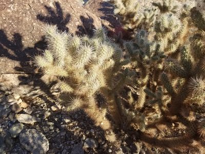 Cylindropuntia chuckwallensis, photographed by Bob Miller