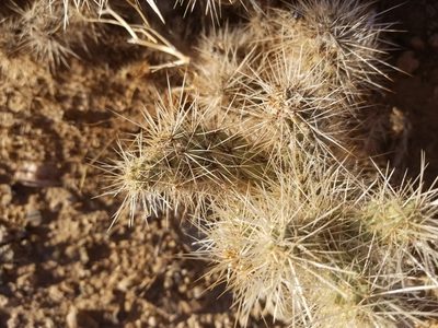 Cylindropuntia chuckwallensis, photographed by Bob Miller