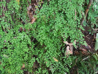 Adiantum atroviride, photographed by Julien Renoult