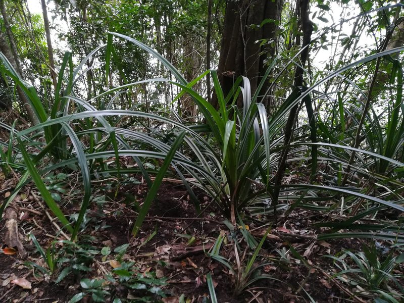 Benstonea monticola, photographed by Julien Renoult