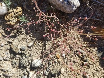 Boerhavia wrightii