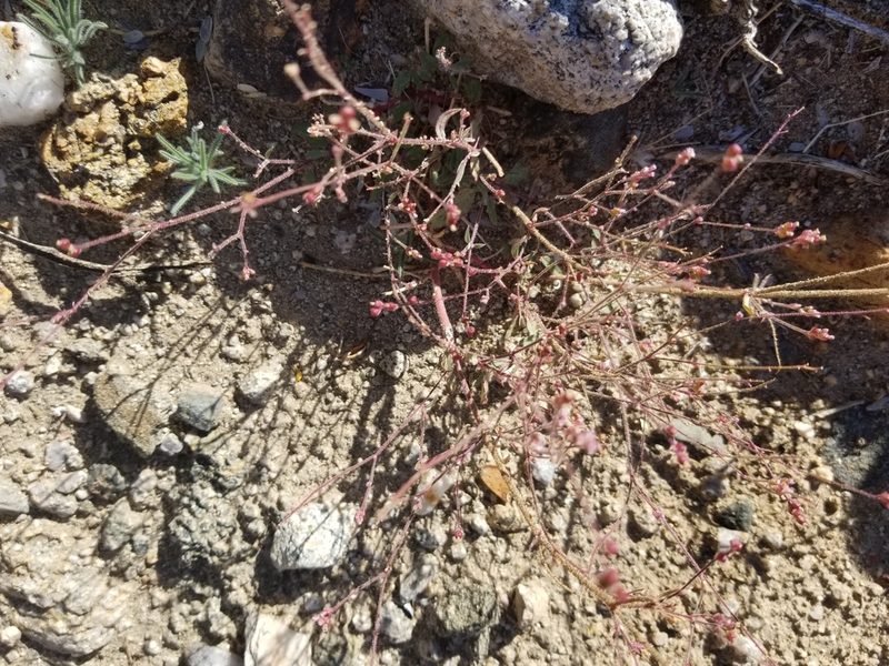 Boerhavia wrightii, photographed by Bob Miller