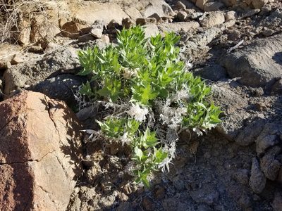 Ambrosia ilicifolia, photographed by Bob Miller