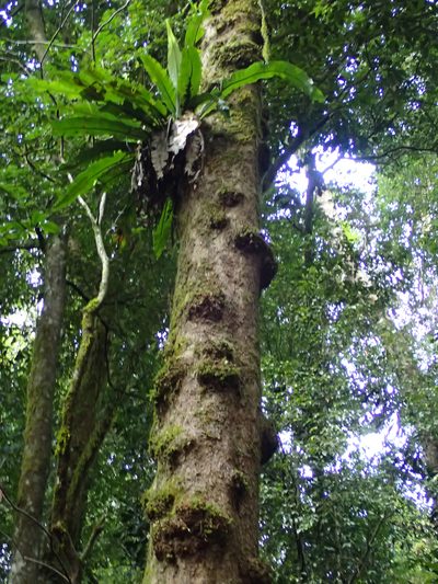Epicharis parasitica, photographed by Julien Renoult