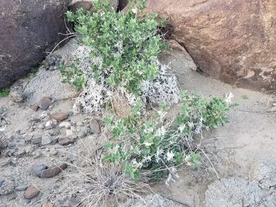 Ambrosia ilicifolia, photographed by Bob Miller
