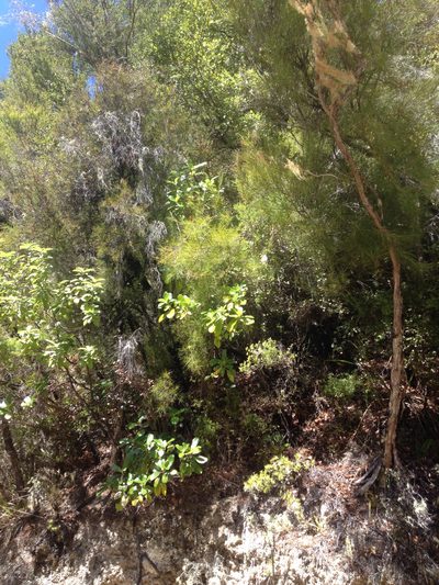 Dracophyllum urvilleanum, photographed by Tim Park
