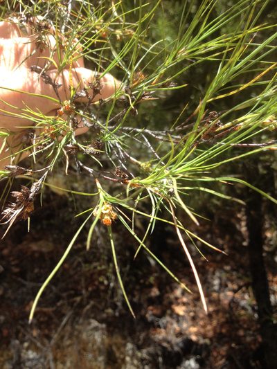Dracophyllum urvilleanum, photographed by Tim Park