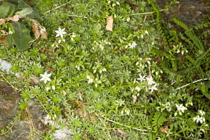 Sedum monregalense, photographed by Drepanostoma