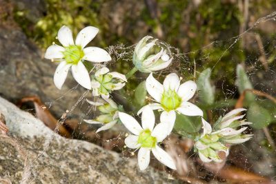Sedum monregalense, photographed by Drepanostoma