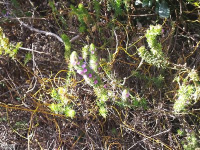 Muraltia vulpina, photographed by Chris Vynbos