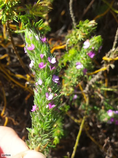 Muraltia vulpina, photographed by Chris Vynbos