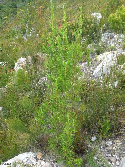 Cliffortia heterophylla, photographed by Chris Vynbos