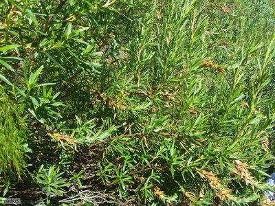 Cliffortia heterophylla, photographed by Chris Vynbos