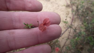 Indigofera punctata, photographed by Shaun Swanepoel