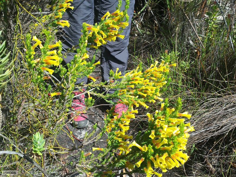 Erica macowanii, photographed by Chris Vynbos