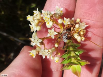 Cuscuta angulata, photographed by Chris Vynbos