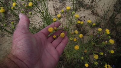 Senecio chrysocoma, photographed by Shaun Swanepoel