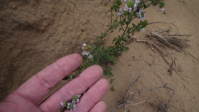 Phyllopodium cuneifolium, photographed by Shaun Swanepoel