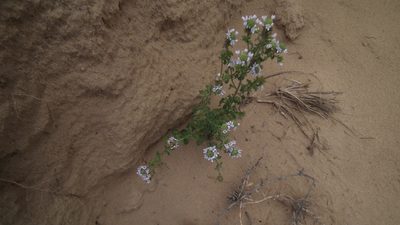 Phyllopodium cuneifolium, photographed by Shaun Swanepoel